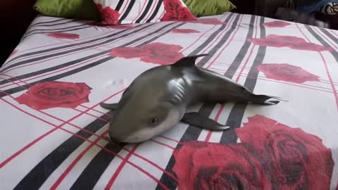 Cute and Adorable Baby Shark Try Not to Laugh Hard