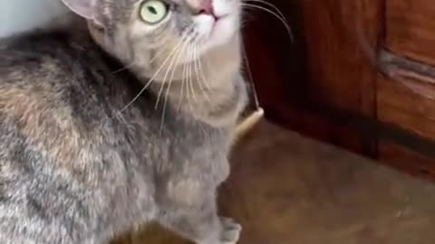 cat meows to attracts cats