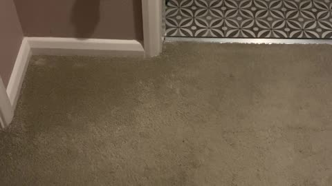 Dachshund Has Bedtime Zoomies