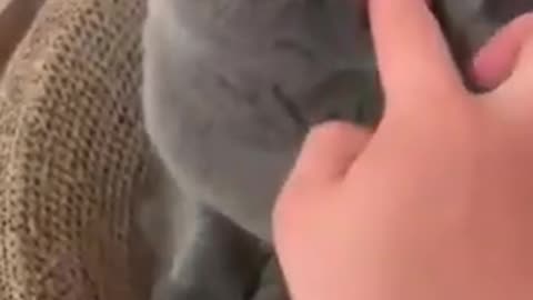 Angry Cat Cute Cat Videos #shorts #funny cats #tiktok Copia