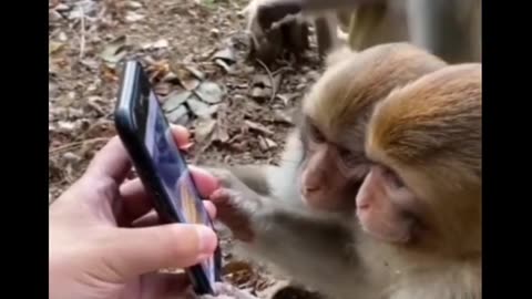 Funny monkey video