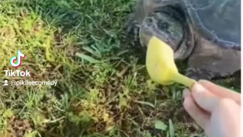 OMG girls fail part 124. #funny #funnyvideo #fail #fun #awesome #dog #animals #cat #funnyanimals