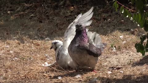 Pigeons Birds Mating Love Reproduction Ornithology