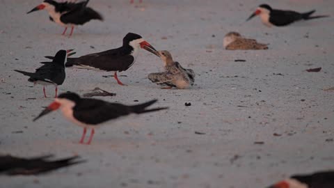 A Fledgling Black Skimmer