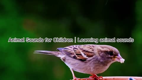 Learning animal sounds