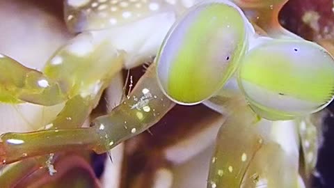 Alien-Looking Shrimp