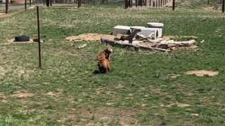 Grizzly Bears Playing