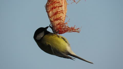 A Green Sparrow Feeding On Food Placed In A Hanging Plastic Net