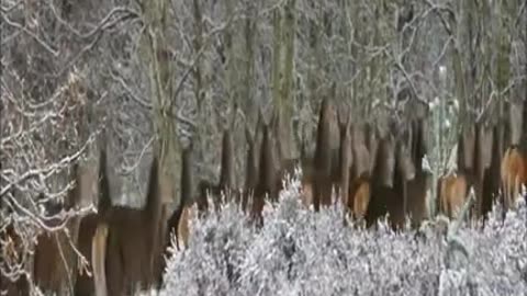 Group of deer at winter #Shorts