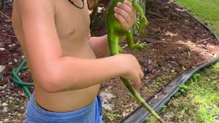 the Joys of Homeschooling: Kid Jumps in Pool to Rescue Iguana!