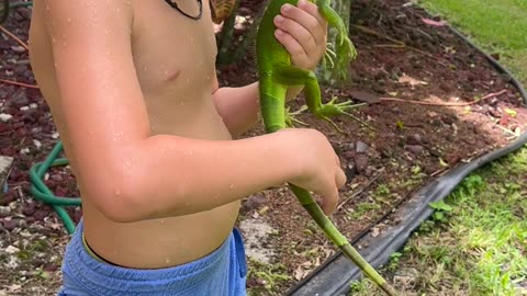 the Joys of Homeschooling: Kid Jumps in Pool to Rescue Iguana!