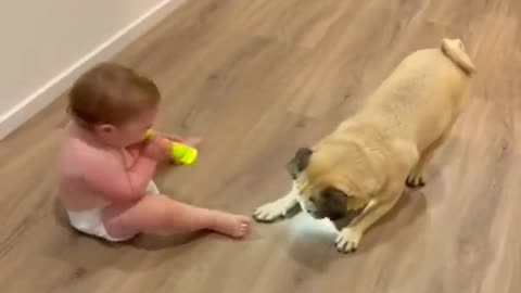 Funny pug dog And Cute baby🥰🥰