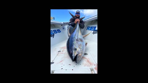 Awesome big giant tuna