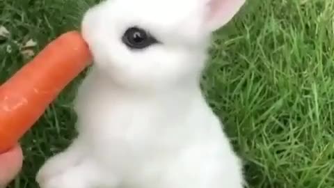 The Rabbit Is Trying To Eat The Carrot