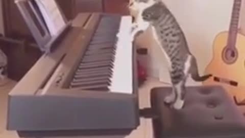 Cat playing Still DRE on piano