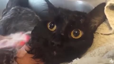 Bathing my cat