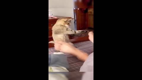 Funny cat complation