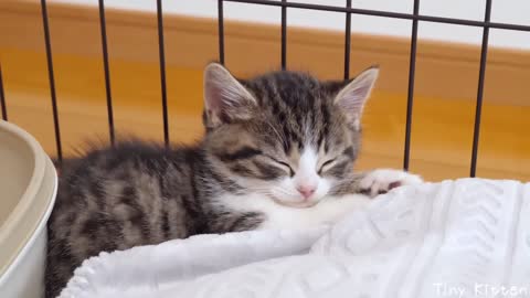 Kitten Coco vs PET bottle cap