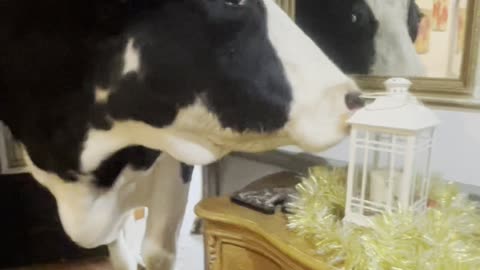 Bull Takes a Peek Inside House