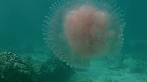 Diver Encounters Big Pink Jellyfish