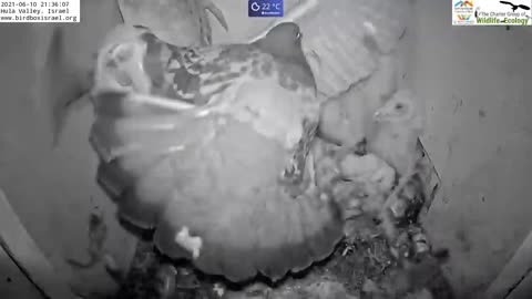 Must watch the dramatic ending.Wild pigeon lays egg in active barn owl next to 7barn owl nestlings.