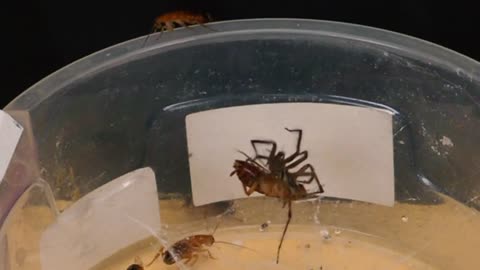 BRUTAL BATTLE OF WOLF SPIDER AND FLOCK OF COCKROACHES [Live feeding!]-17