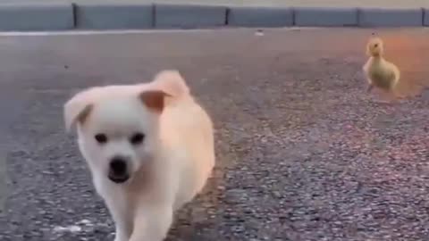 Funny Baby Dog 🐕 Viral Video #Trending #2023