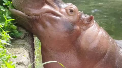 The hippo juicer you asked for