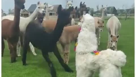 Alpaca short video 13