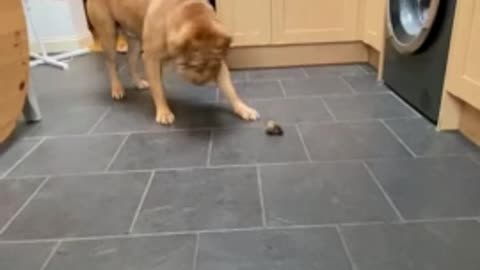 Thankful doggy does 'happy dance' before enjoying his treat Doggy dance