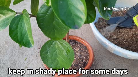 Hibiscus Plant Propagation New Method Only In Water Without Soil @Gardening4u