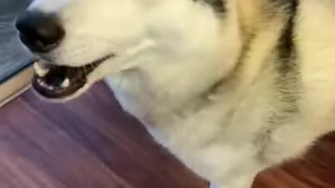 FUNNY HUSKY TRIES TO EAT A NOODLE!