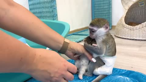 "Mom it is my kitten!" - baby monkey Susie is worried and does not give kitten, hugging him