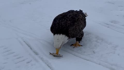 Eagle Gets His Share Of The Catch