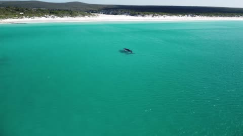 Southern Right Whale and White Calf just off the beach