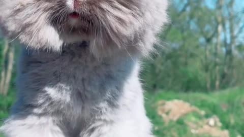 English angora rabbit