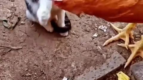 funny cat-vs-chicken