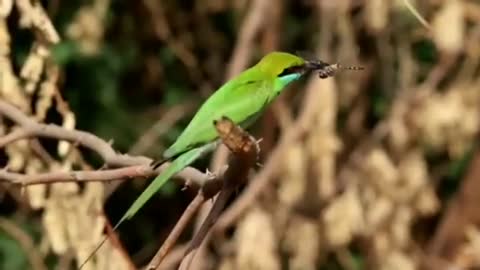 Green Bee-Eater Trying To Eat A Dragonfly