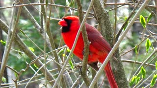 Cardinal