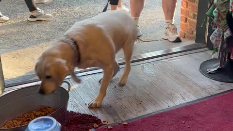 Sam The Deaf Lab Loves Free Treats