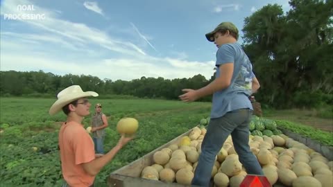 Amazing Agriculture Cultivation - Cantaloupe Growing Harvesting and Parking