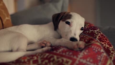 puppy jack russell terrier resting on the couch