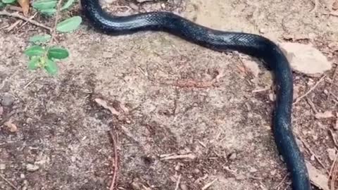 Saving a King Snake Trapped in Netting