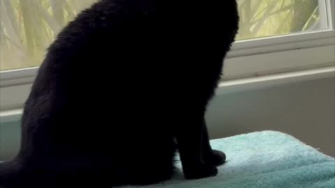 Adopting a Cat from a Shelter Vlog - Cute Precious Piper Visits Her Spa #shorts