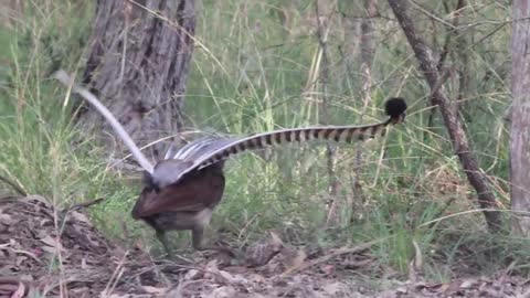 Lyrebird Magic