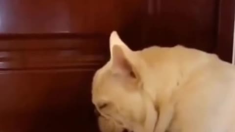 Funny Sleeping Dog Video... #must watch