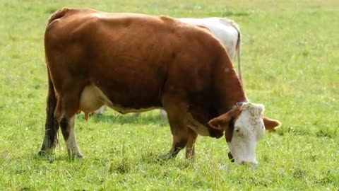 Cow video baby cow feeding