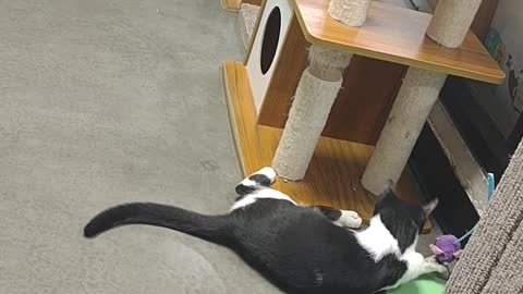 Adoption Room Cats