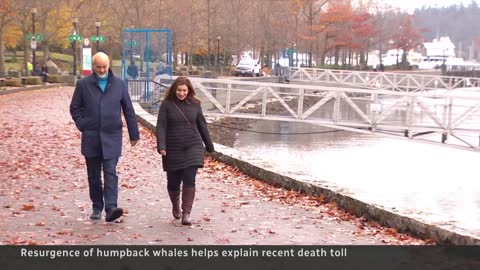 Multiple humpback whales found dead along B.C.’s coast