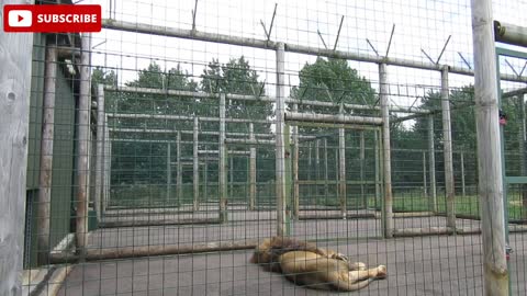 lion in zoo | 56